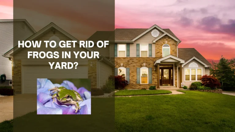 How to Get Rid of Frogs in Your Yard